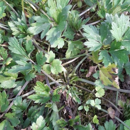 Annexe 91038679_915881365511283_160063552697139200_n.jpg