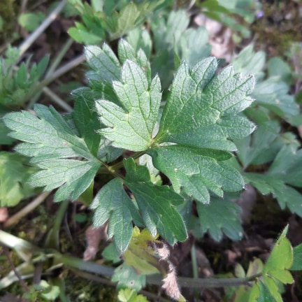 Annexe 91087639_1052426718469662_2678326801033330688_n.jpg