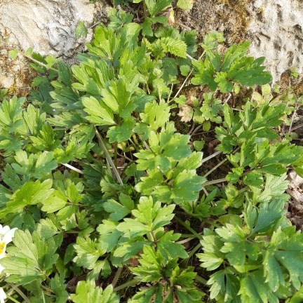 Annexe 91216652_829523760792413_819283084934381568_n.jpg