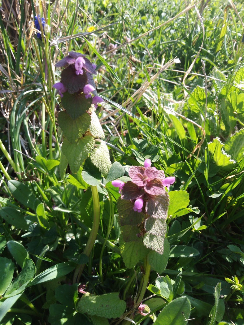 Annexe IMG_20200327_152427 (Copier).jpg