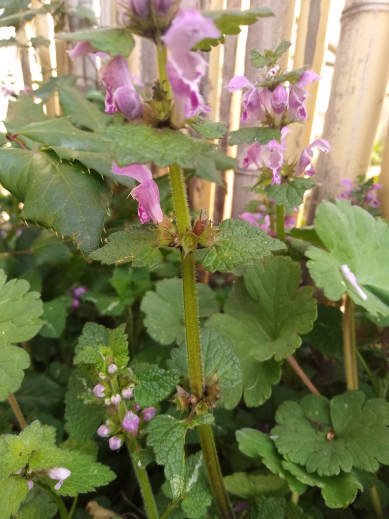 Annexe IMG_20200327_152512 (Copier).jpg