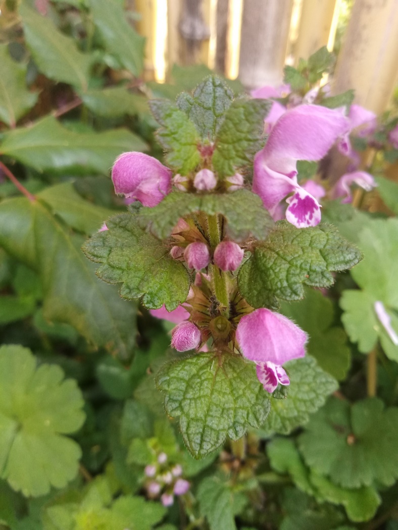 Annexe IMG_20200327_152524 (Copier).jpg