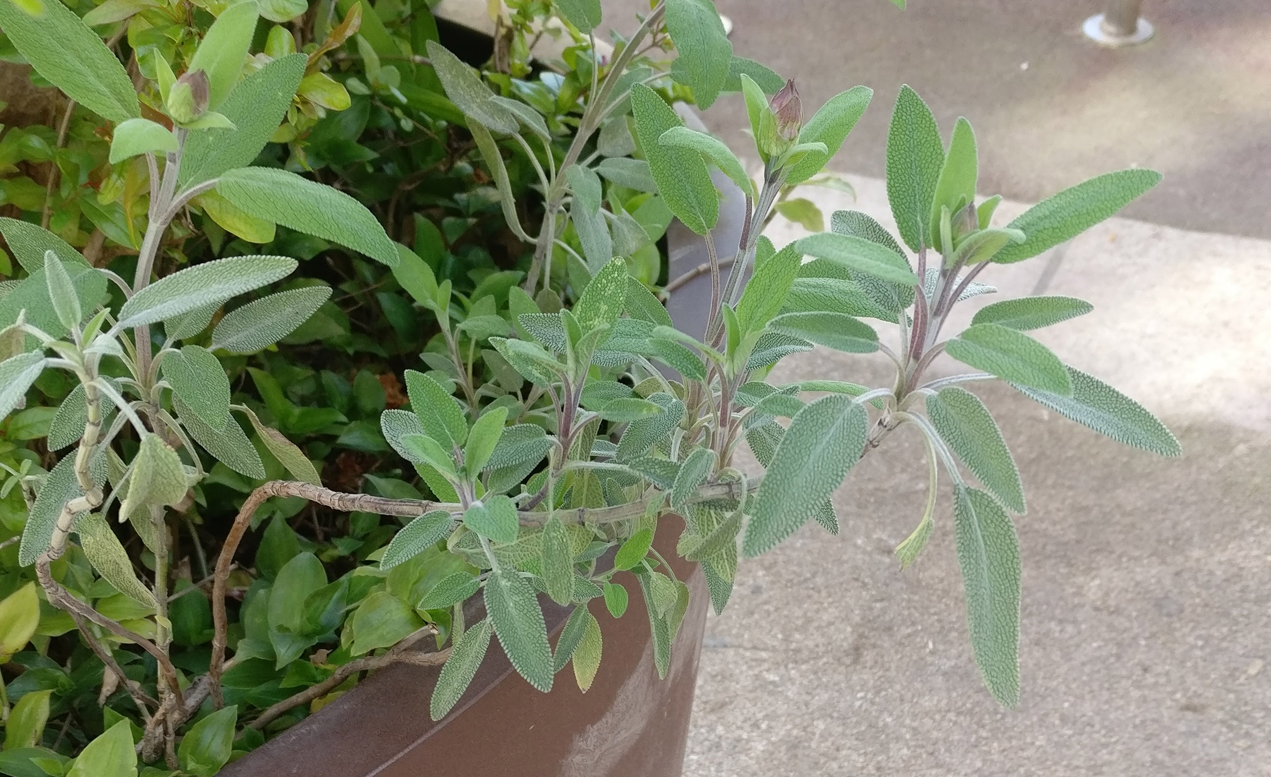 Annexe Observation Plante Général.jpg