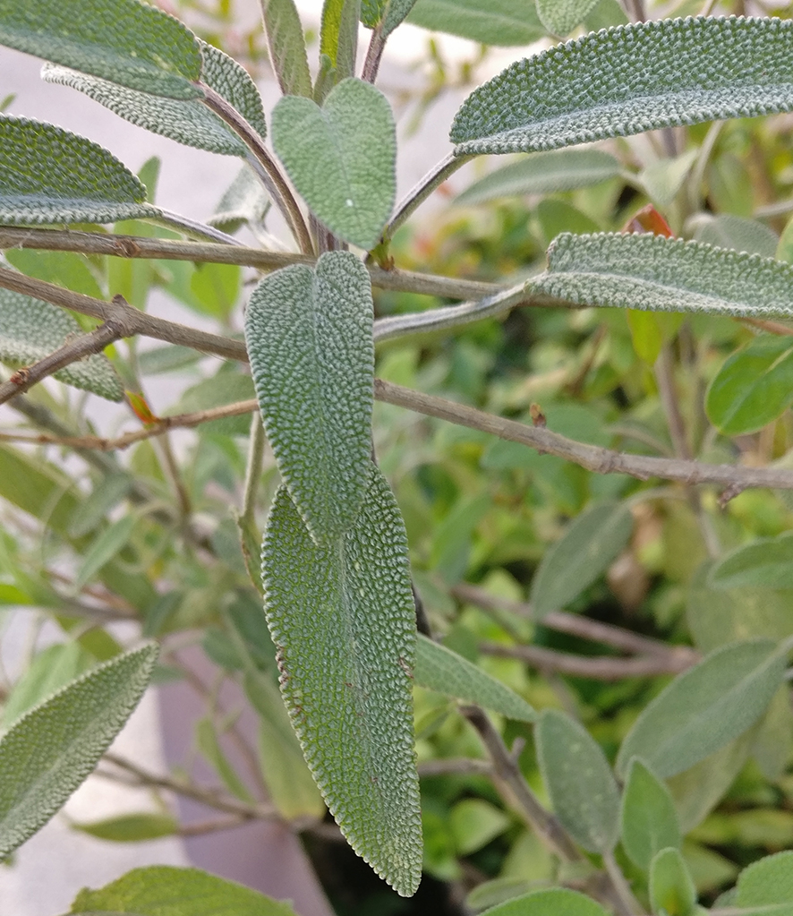 Annexe Observation Plante détail.jpg