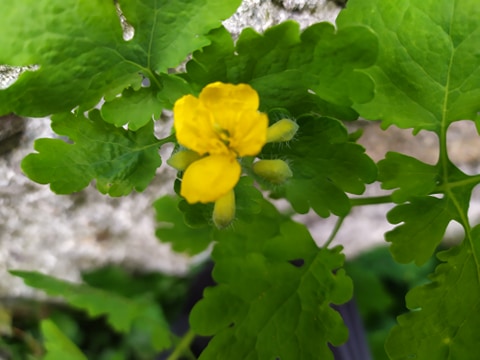 Annexe 91005061_503099540383673_4993044565595258880_n.jpg