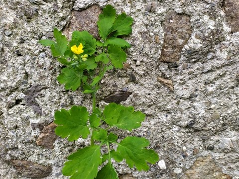 Annexe 91364055_243495700028766_836343558322520064_n.jpg