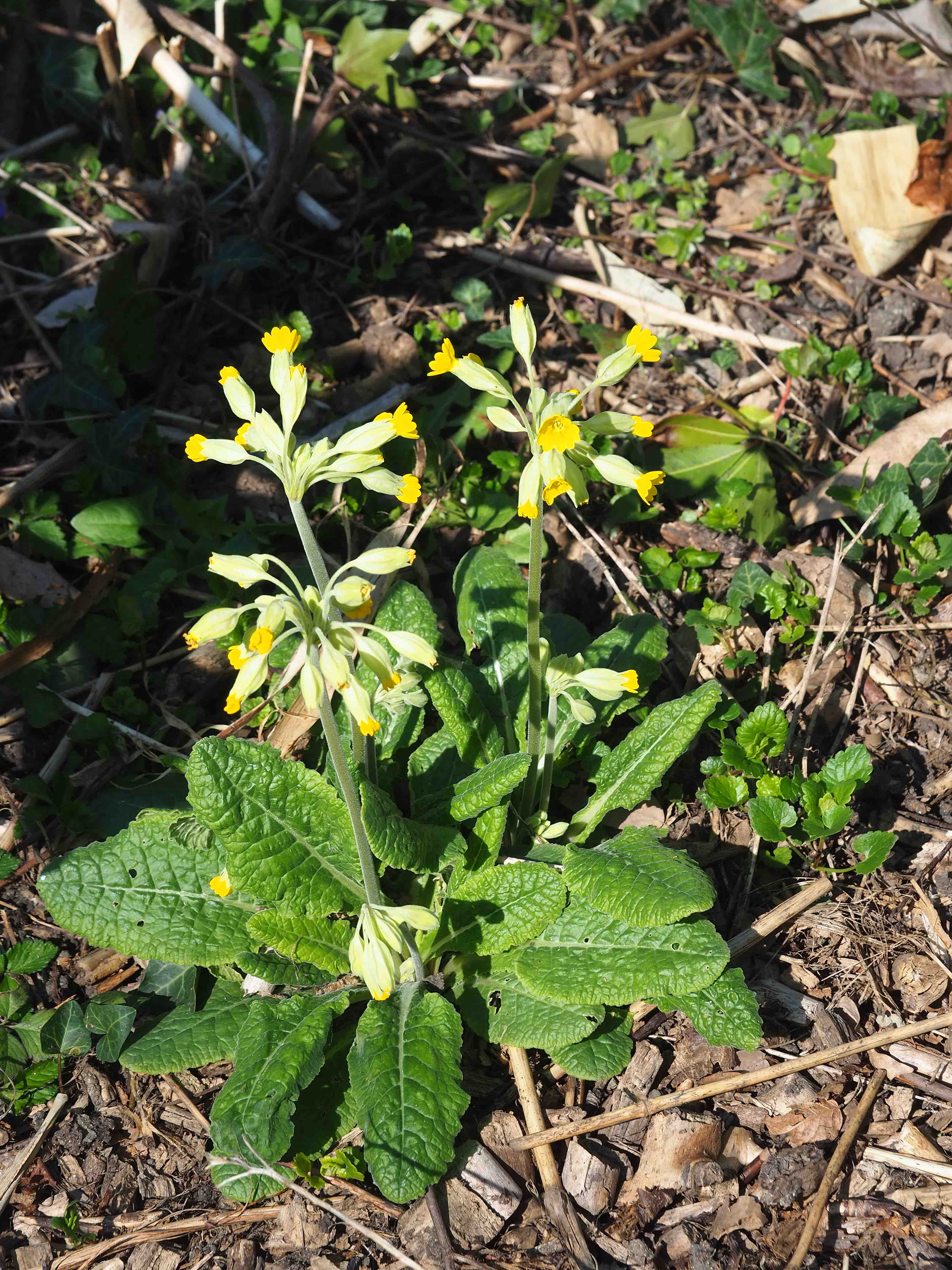 Annexe PrimulaVeris1.jpg