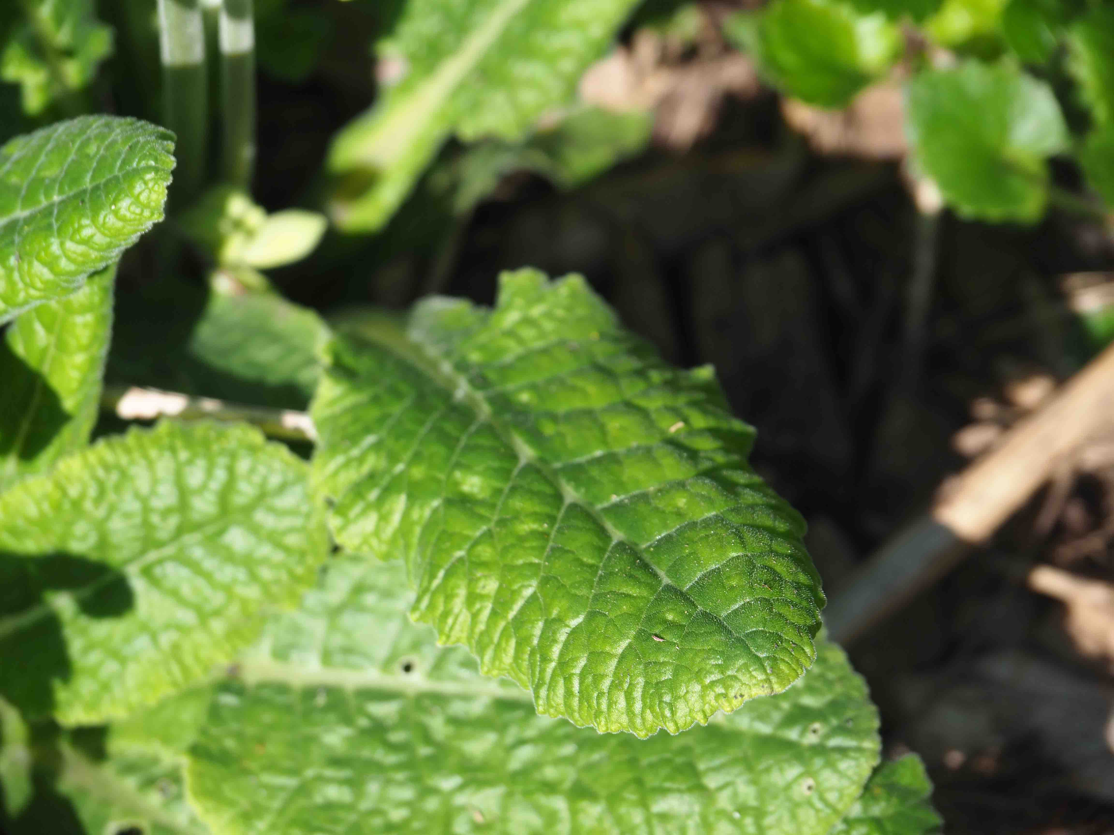 Annexe PrimulaVeris2.jpg