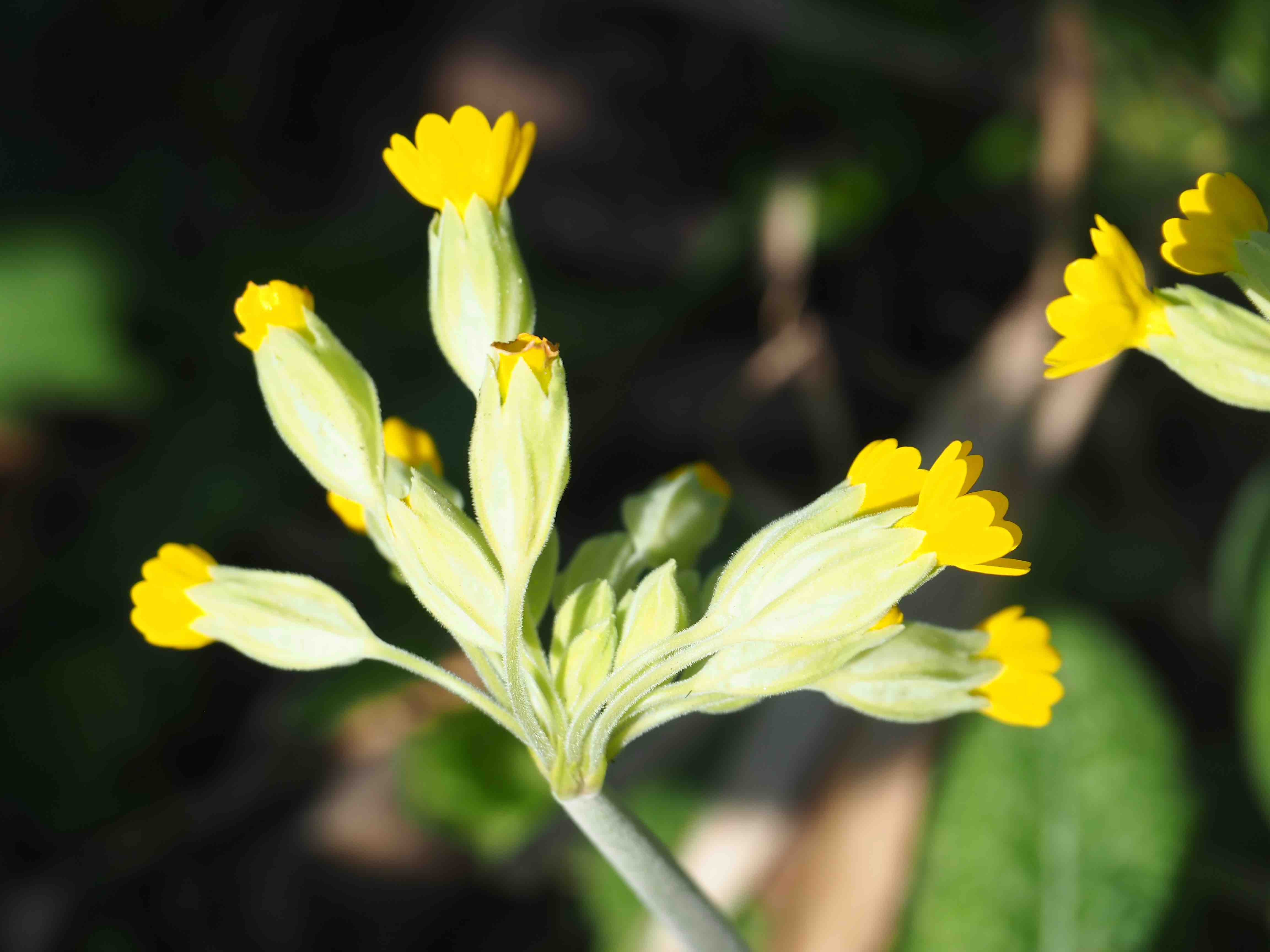 Annexe PrimulaVeris3.jpg