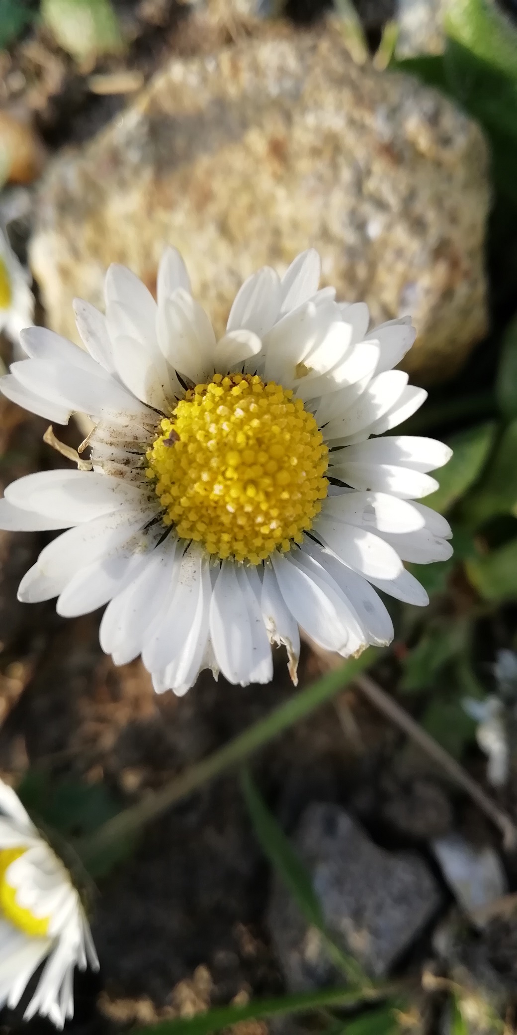 Annexe pâquerette détail de la fleur.jpg