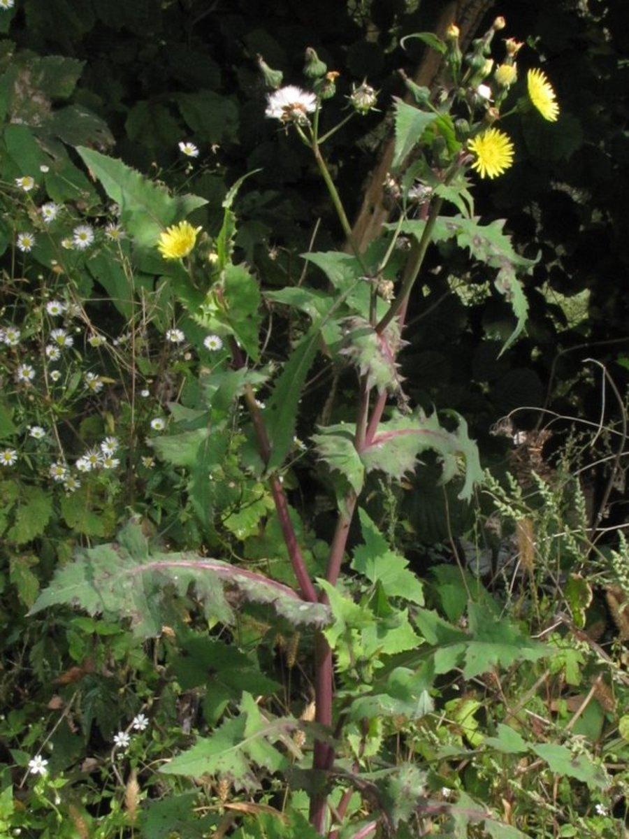 Annexe Sonchus_oleraceus_PID1767-2.jpg