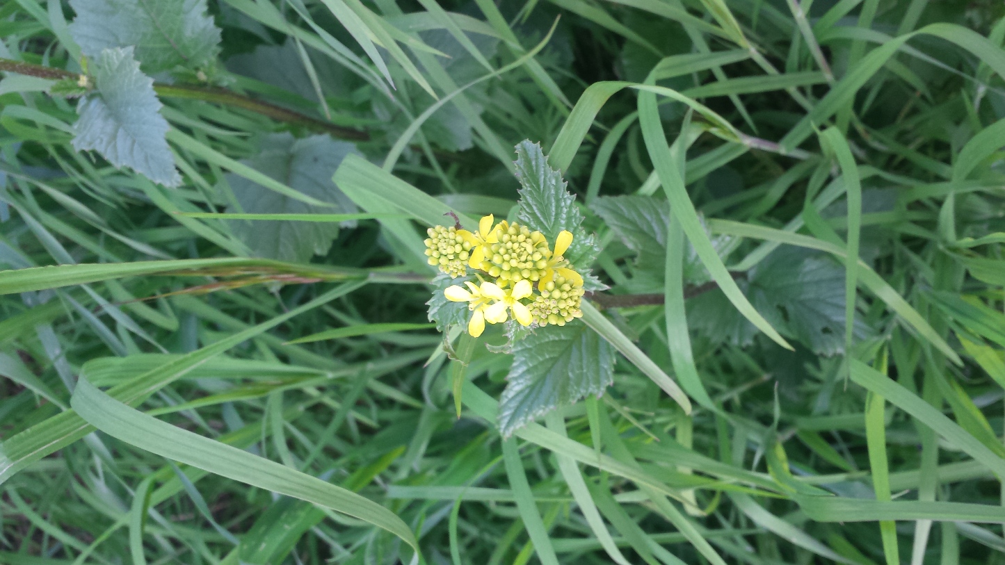 Annexe 20200327_170148.jpg