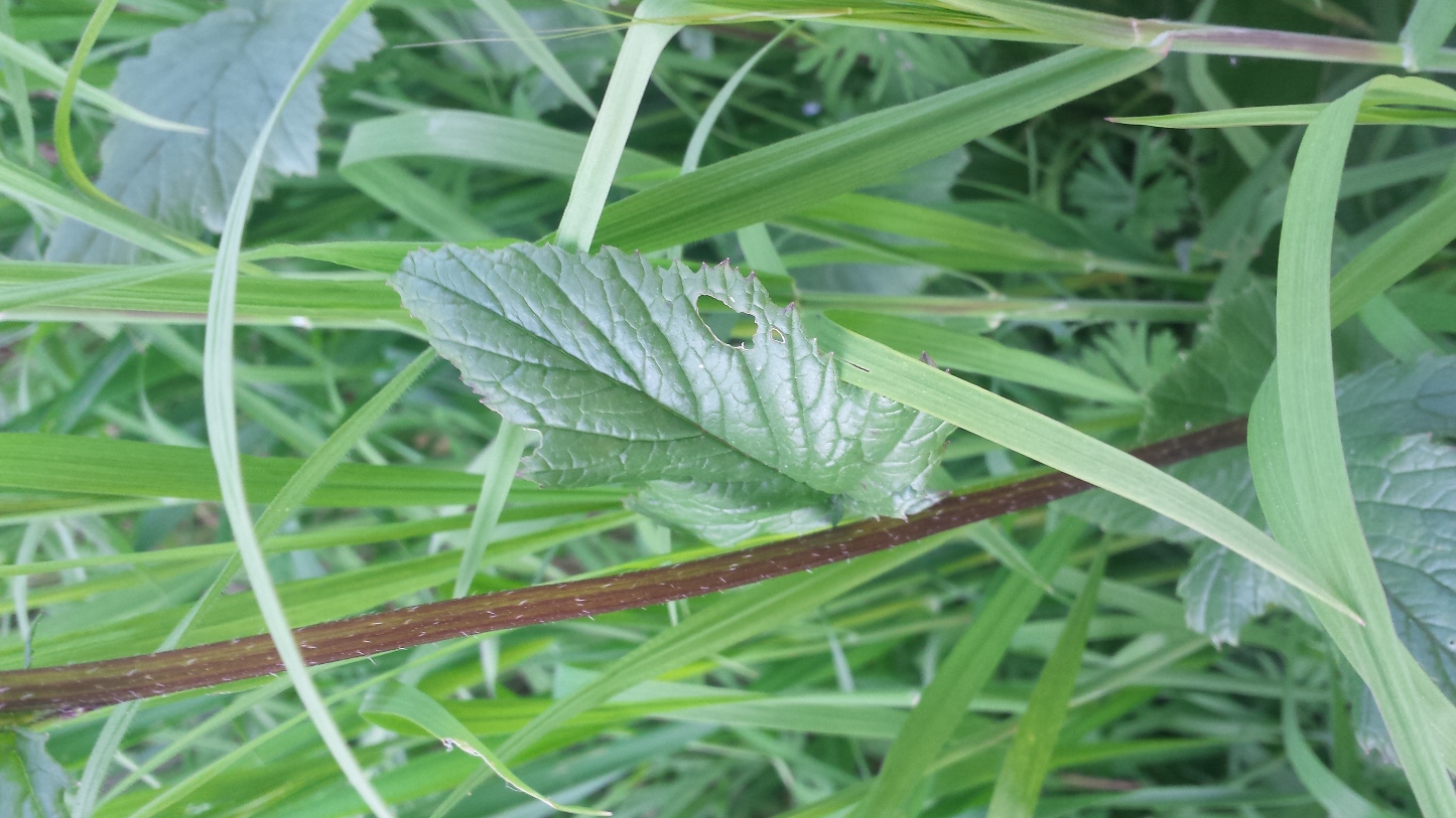 Annexe 20200327_170208.jpg