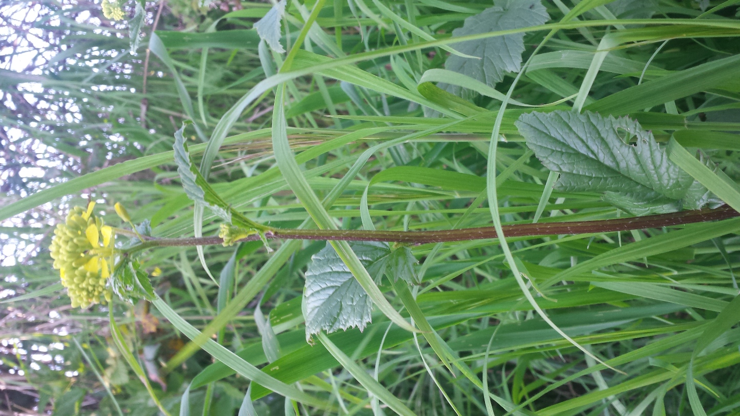 Annexe 20200327_170215.jpg