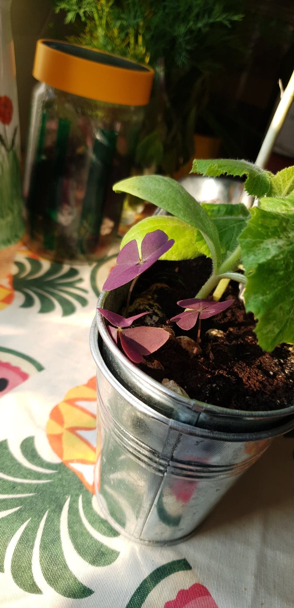 Annexe 90794842_512349132768259_7366890092654231552_n.jpg