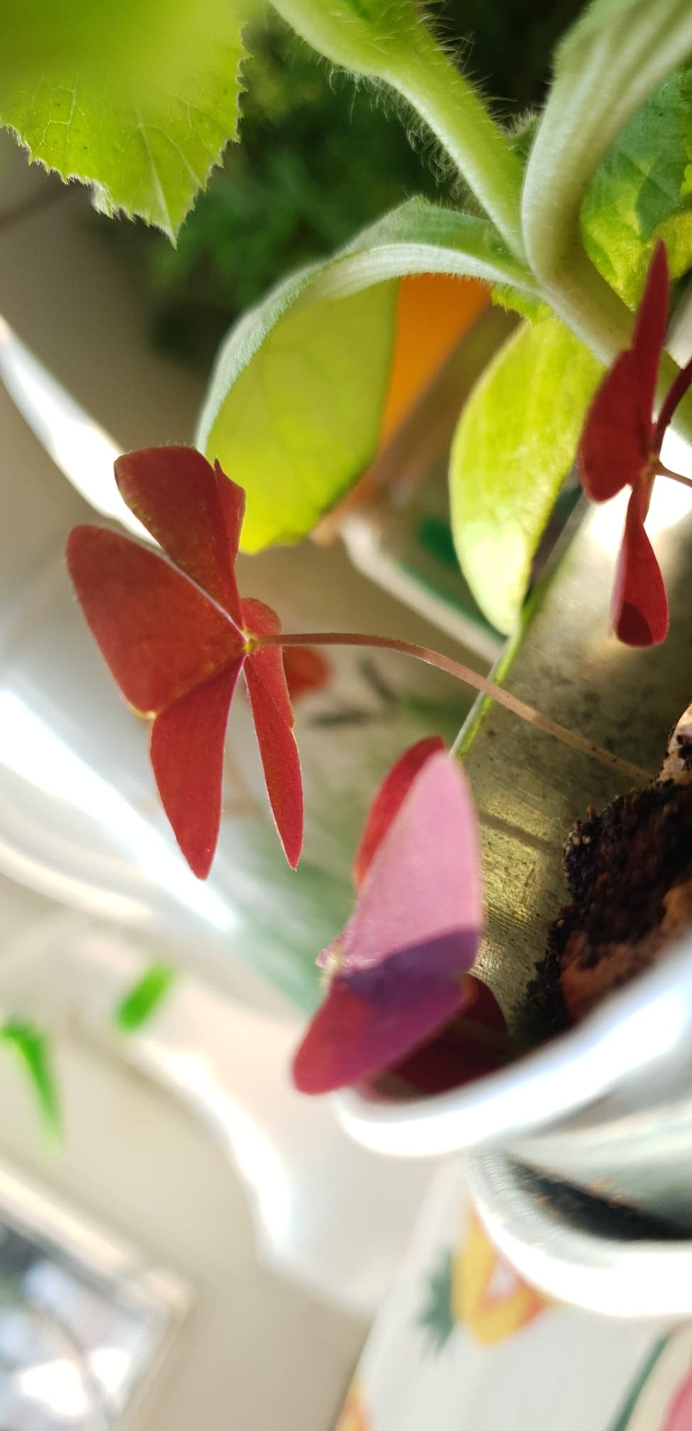 Annexe 91531028_237678487621485_7870352940844711936_n.jpg