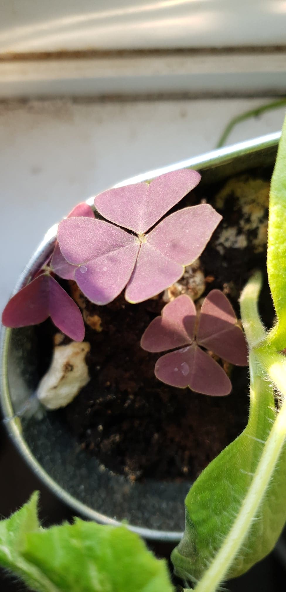 Annexe 91535760_1335795113276356_3442044034338521088_n.jpg