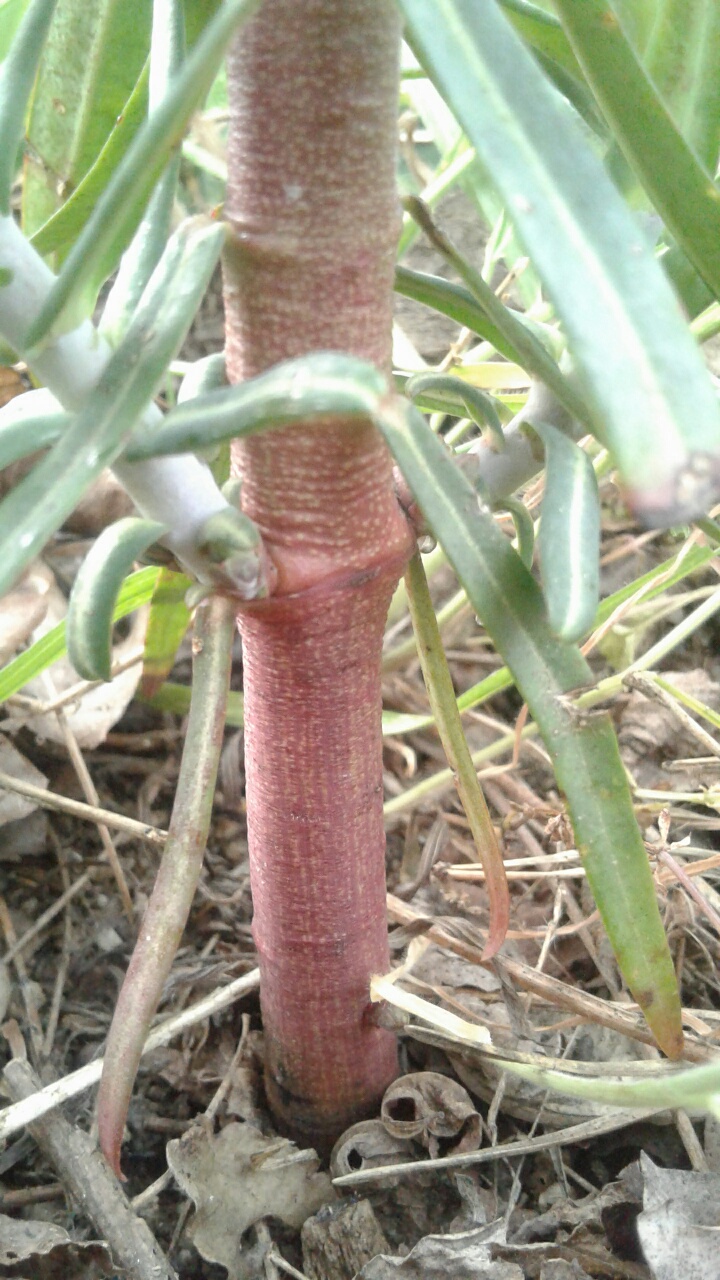 Annexe base de la tige.jpg