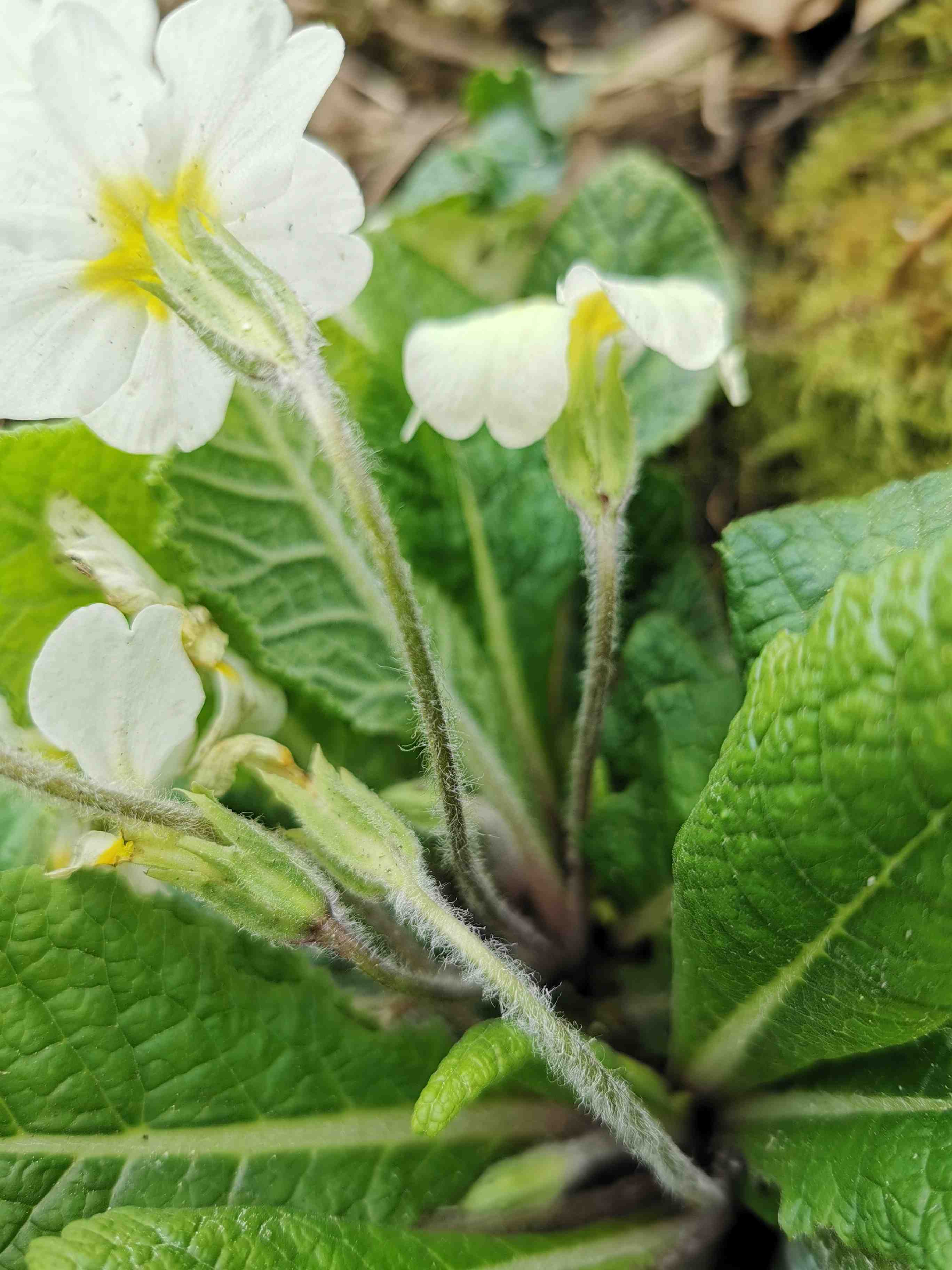 Annexe Primevere 3.jpg