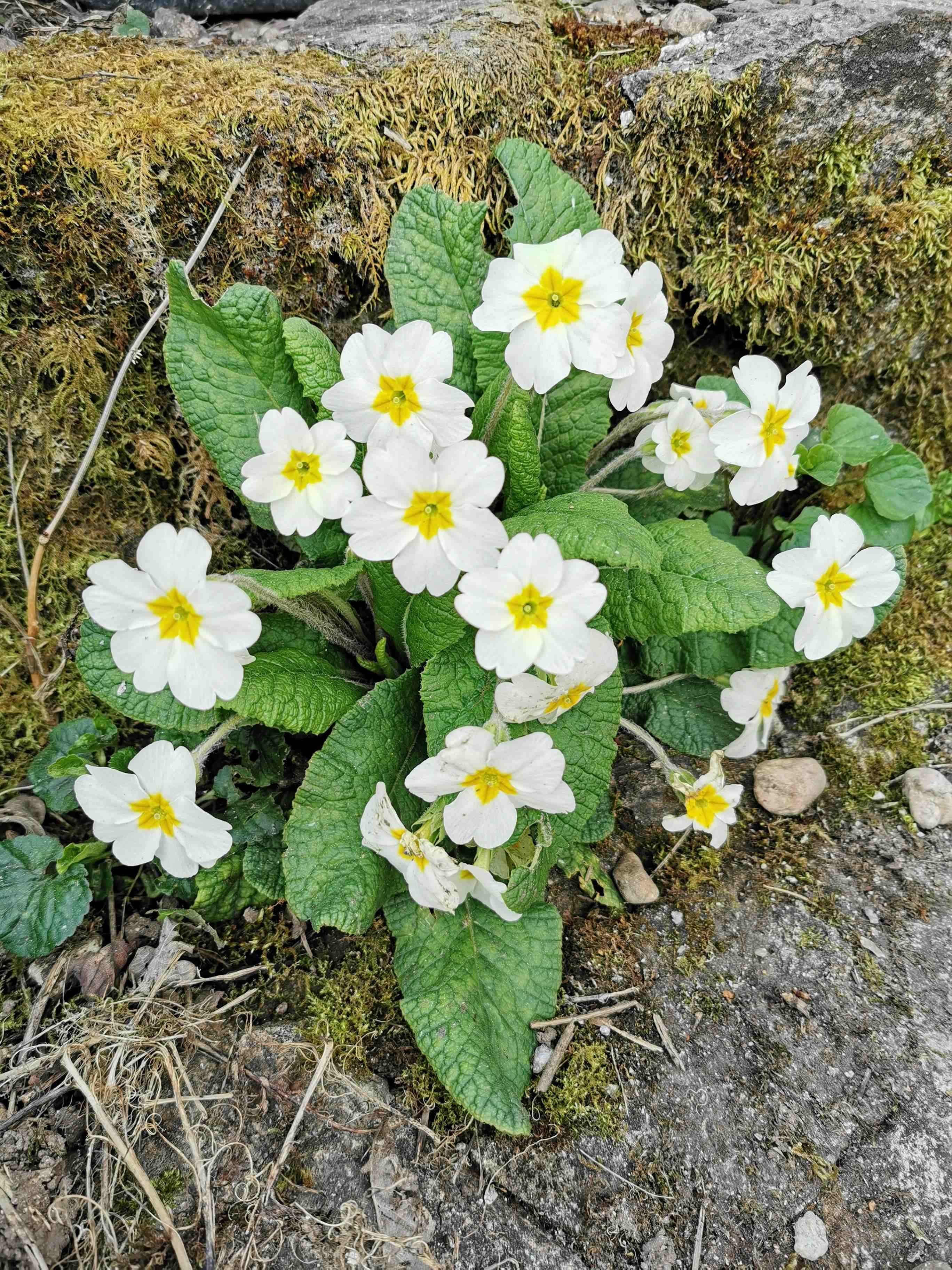 Annexe primevere 1.jpg