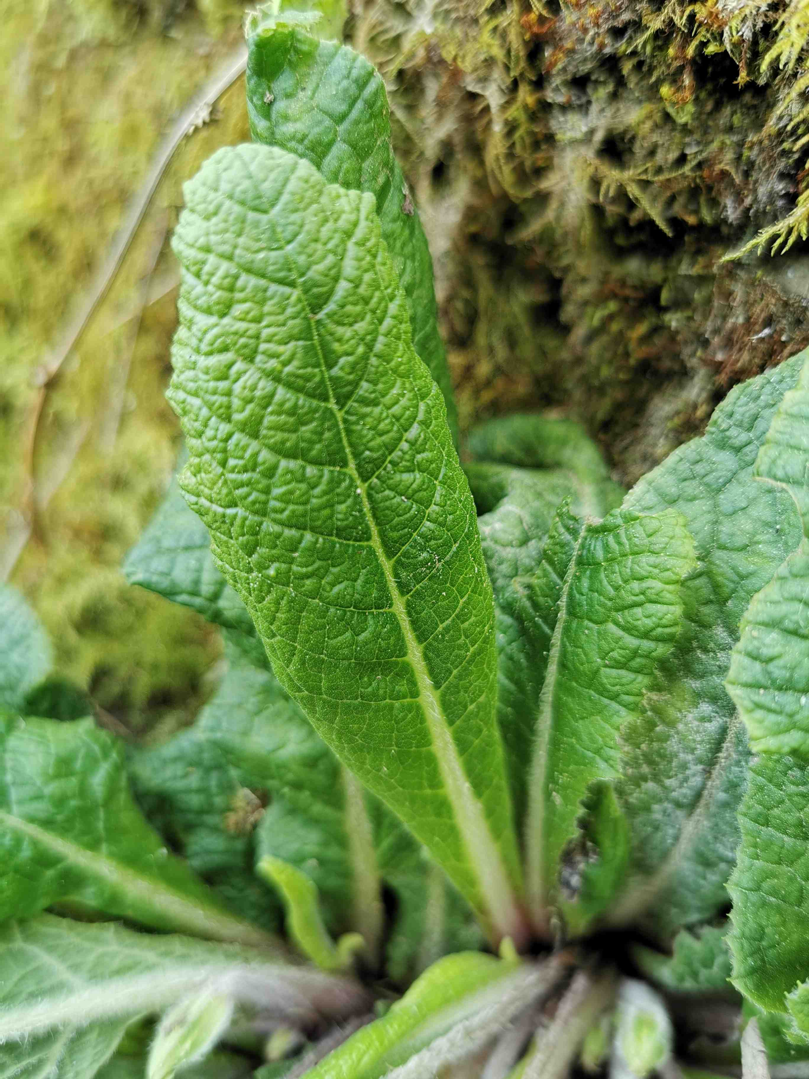 Annexe primevere 4.jpg