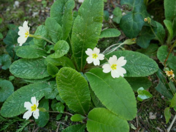 Annexe primevère_1_1MB.jpg