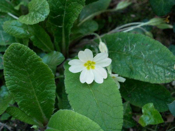 Annexe primevère_2_1MB.jpg