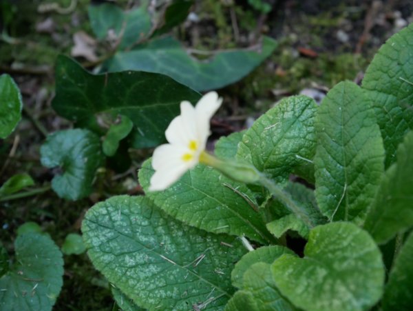 Annexe primevère_3_1MB.jpg