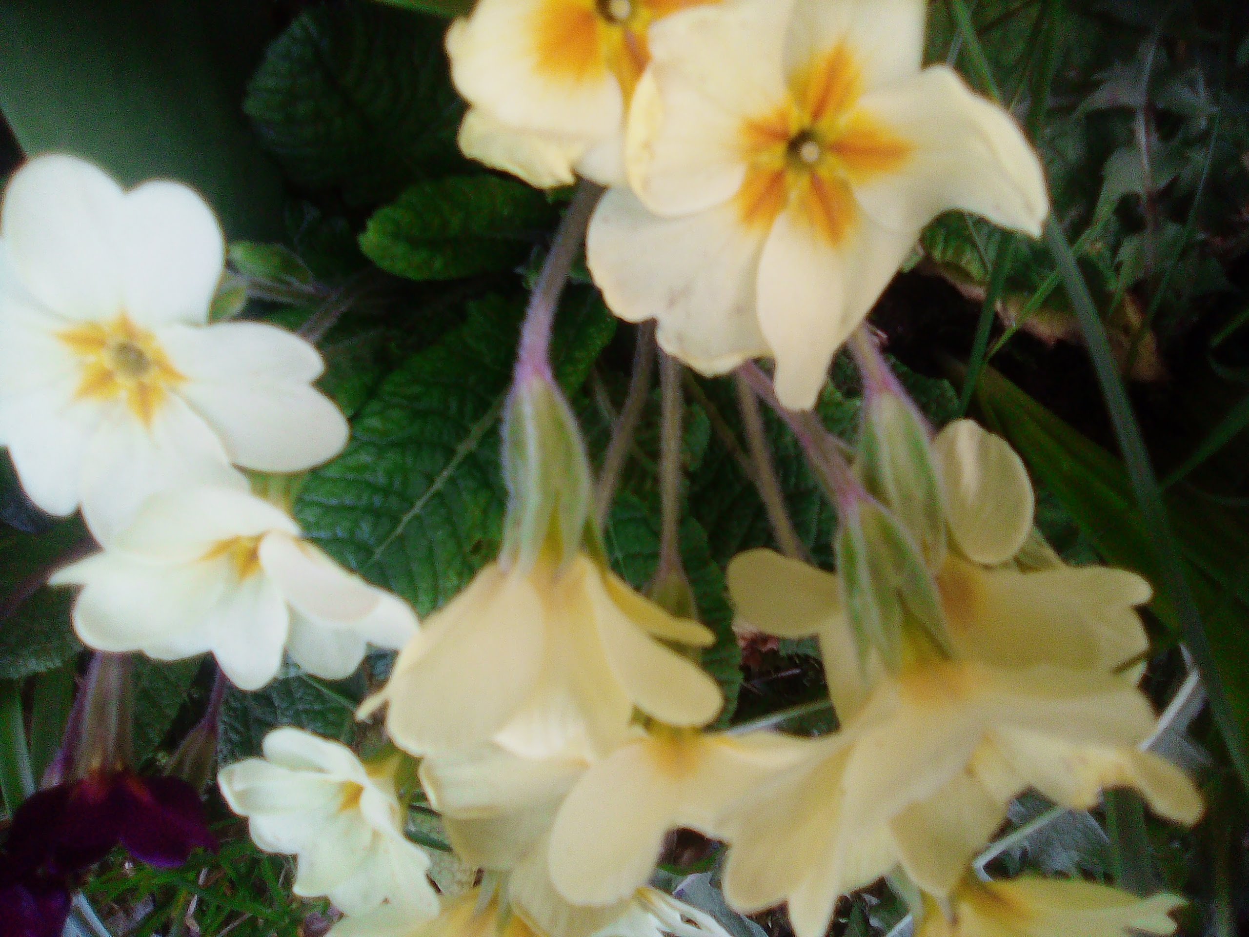 Annexe IMG_20200327_181113252.jpg