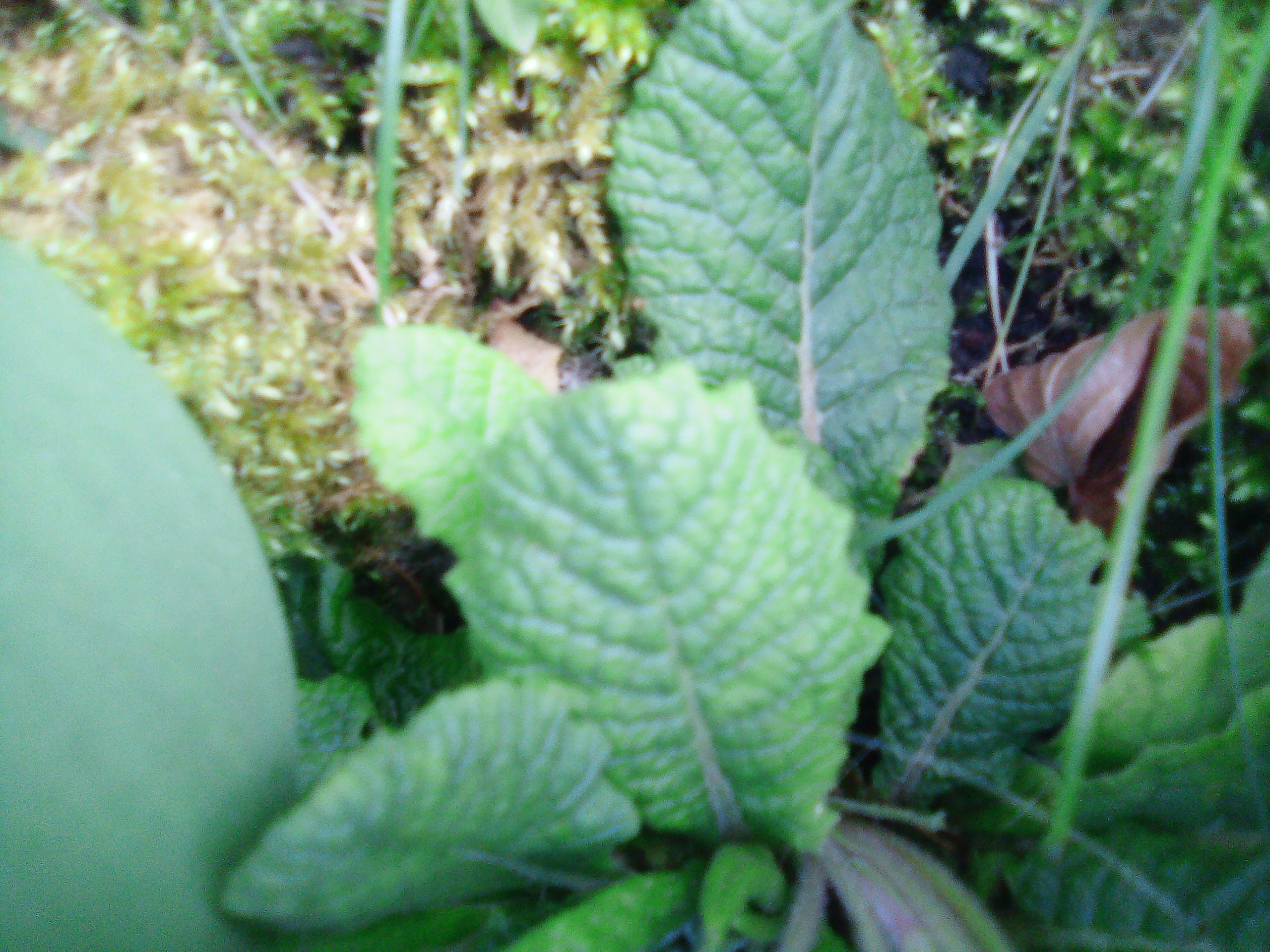 Annexe IMG_20200327_181128483.jpg