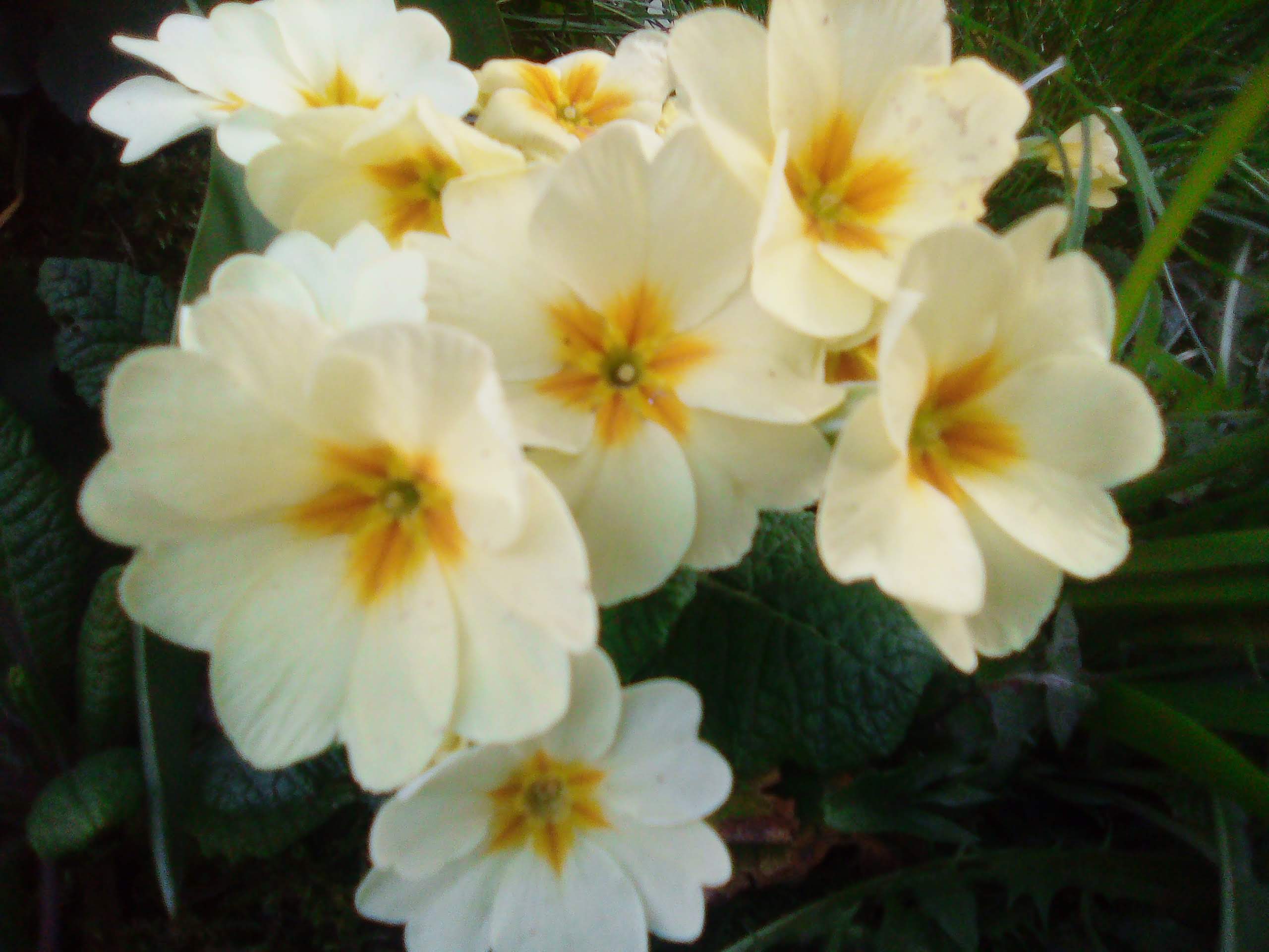 Annexe IMG_20200327_181137732.jpg