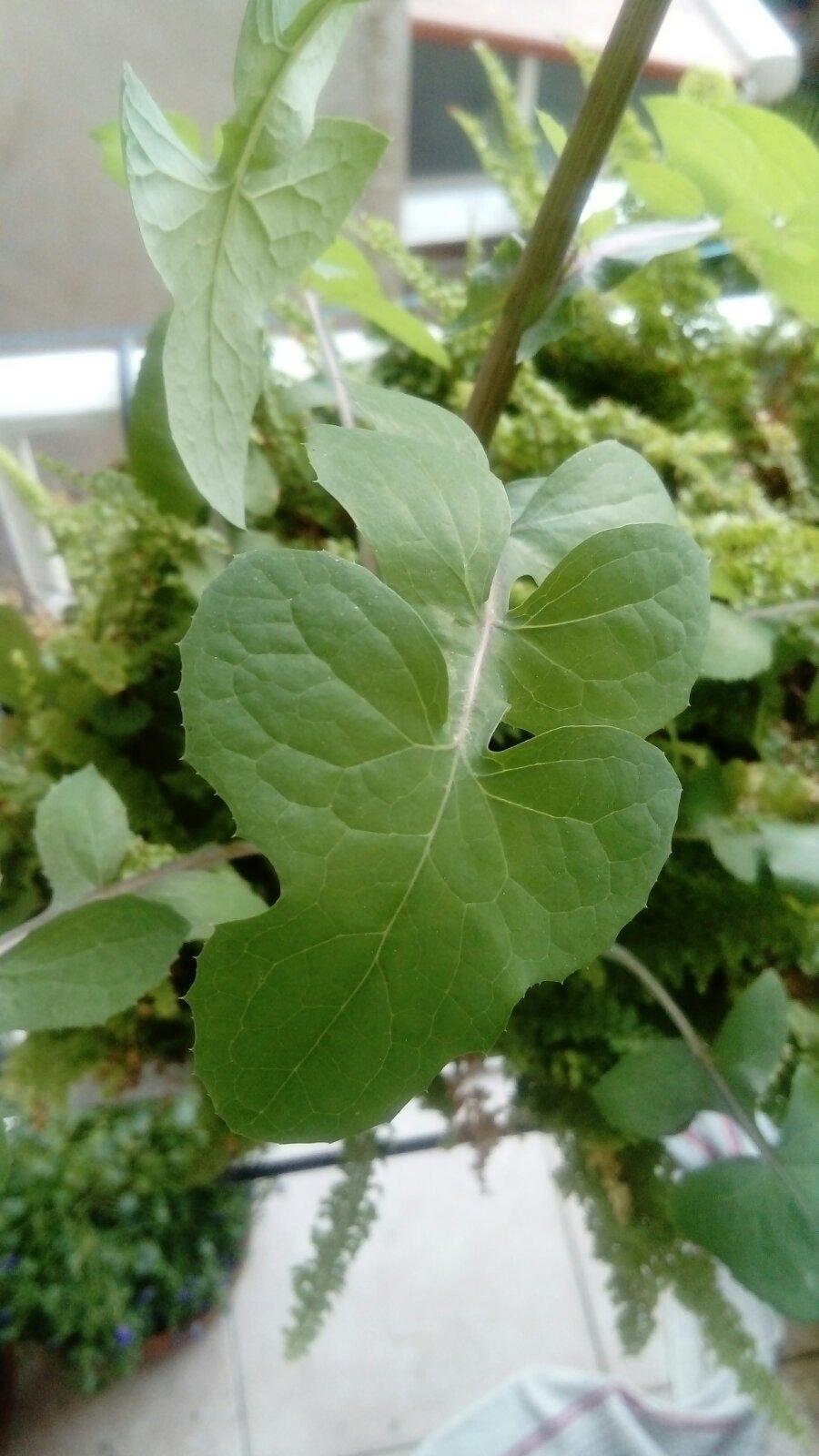 Annexe IMG-523f9d86637ae767d8bf1fd75f0d12c0-V.jpg