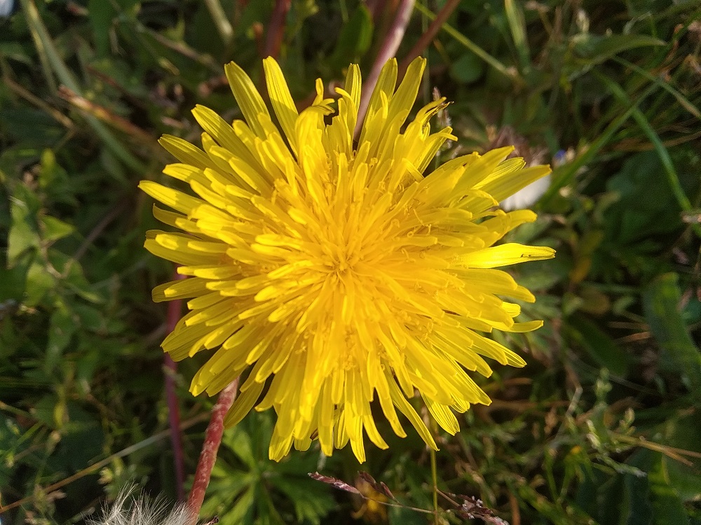 Annexe pissenlit face.jpg