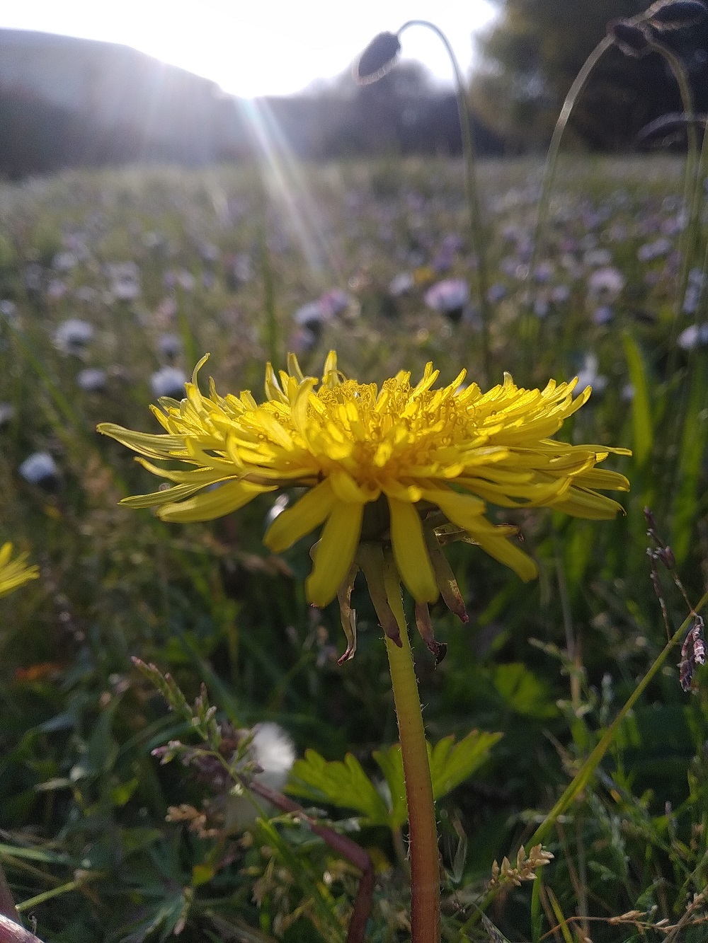 Annexe pissenlit profil.jpg