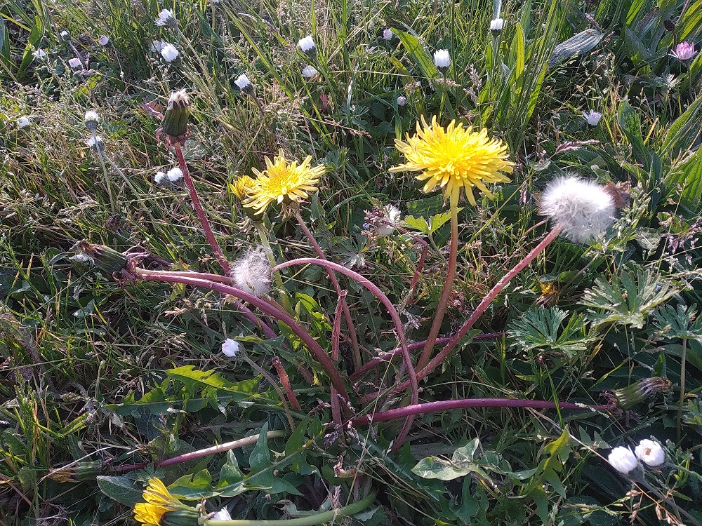 Annexe vue ensemble pissenlit 1000.jpg