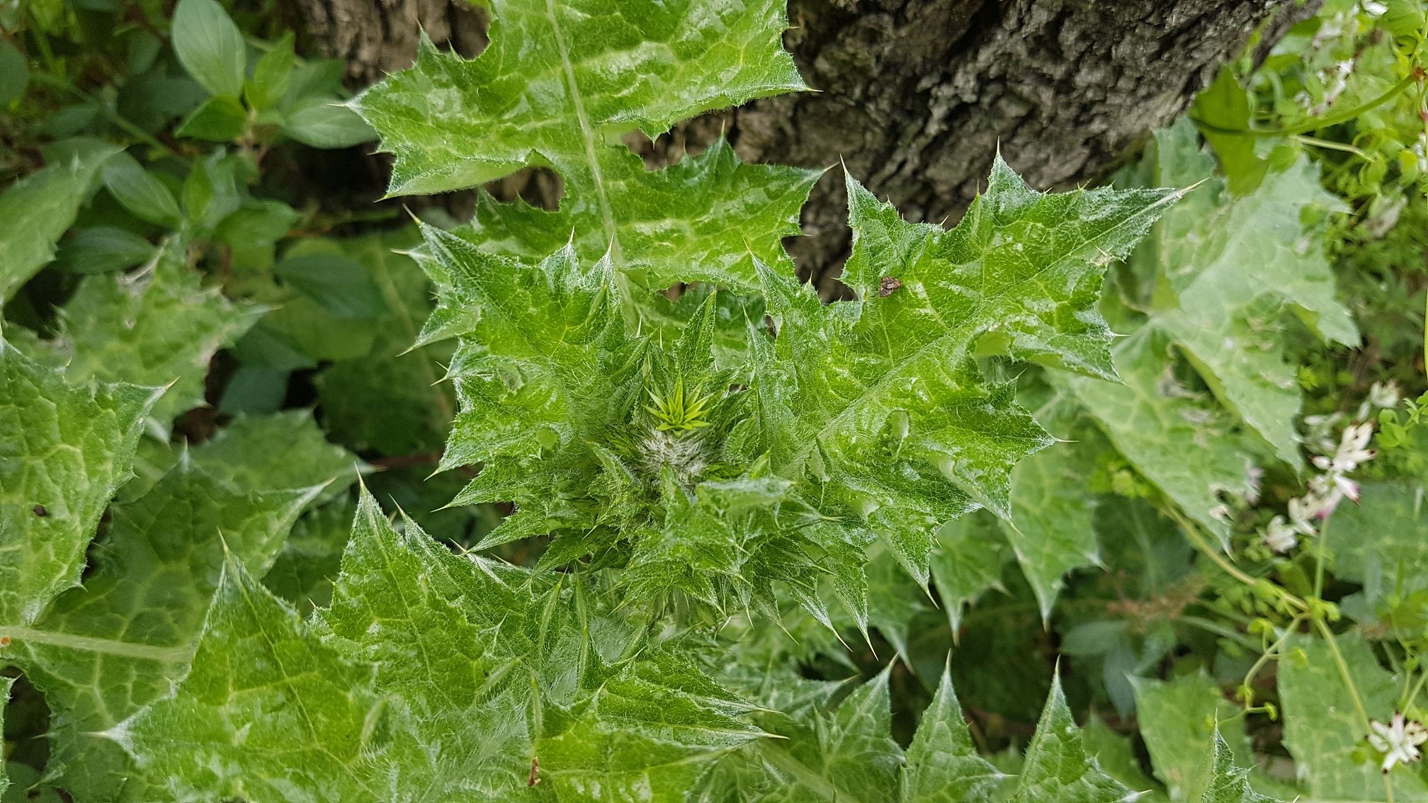 Annexe 20200327_135618.jpg