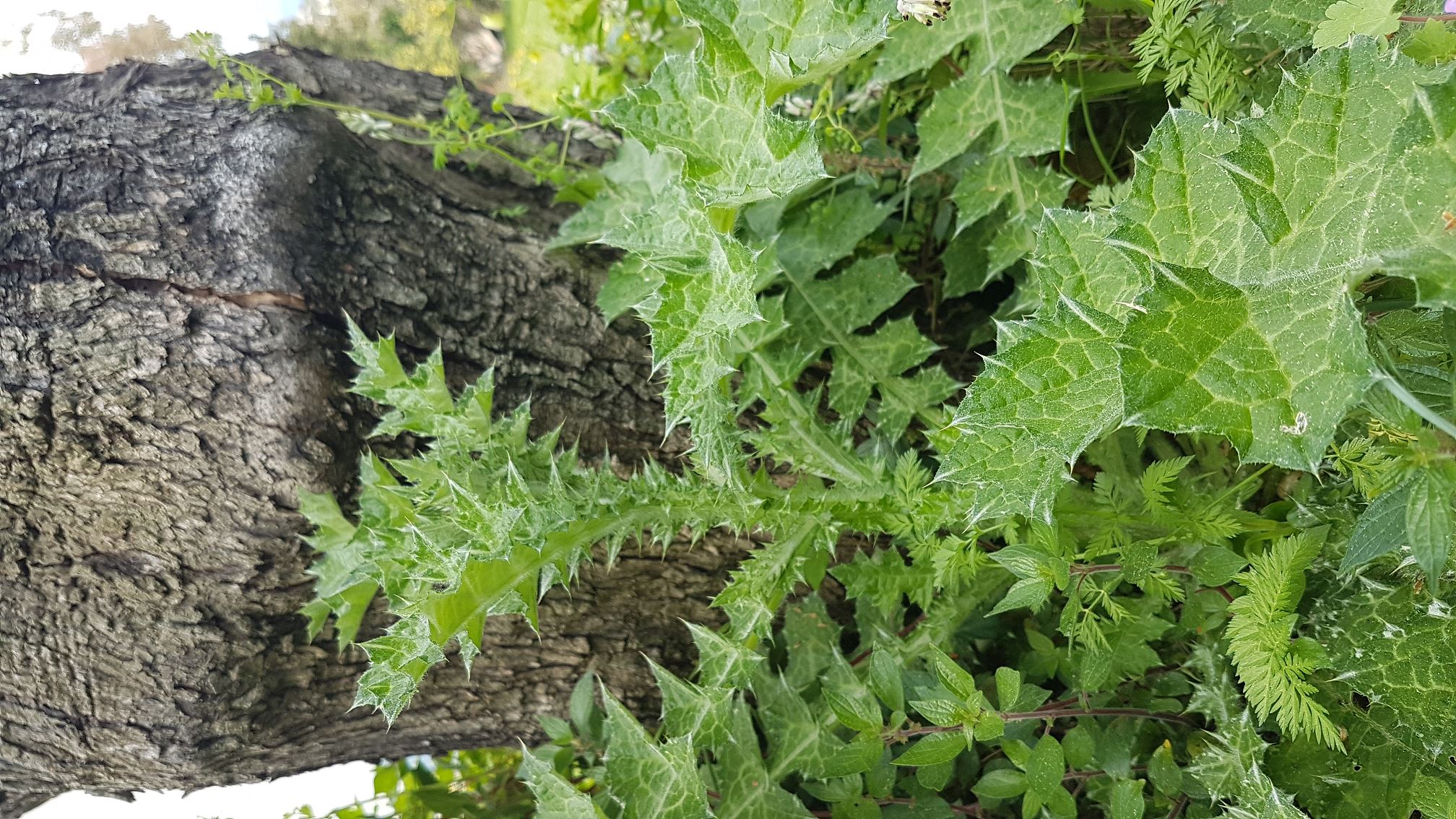 Annexe 20200327_135641.jpg