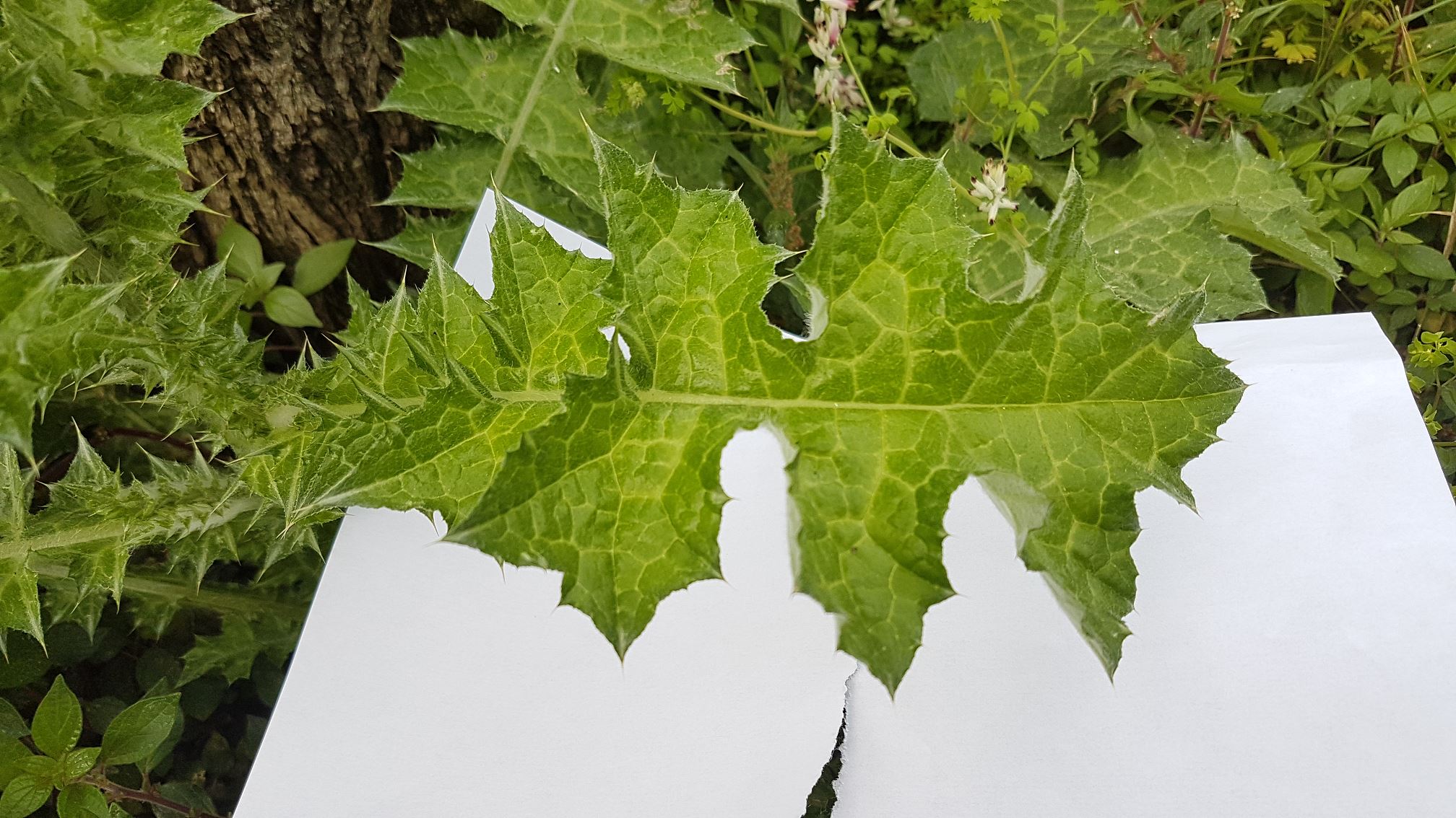 Annexe 20200327_135734.jpg