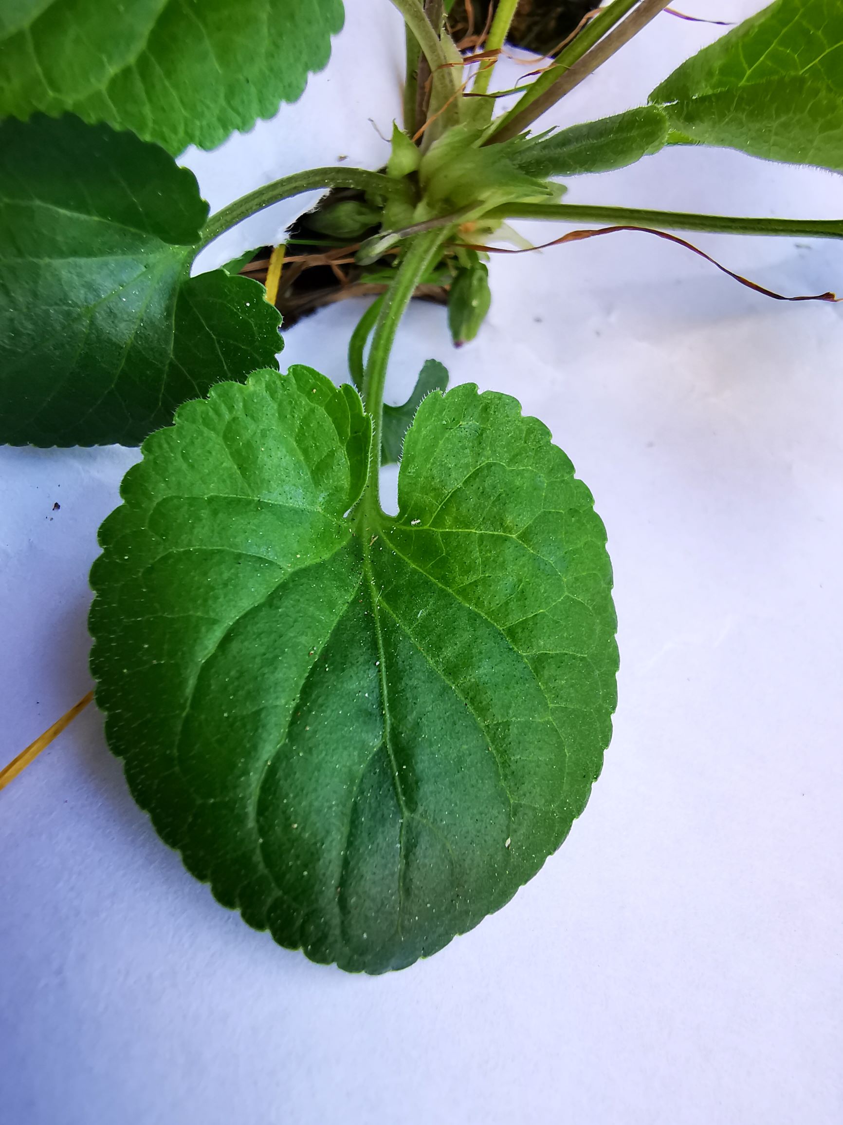 Annexe TJA violette odorante Feuille en coeur 4M.jpg