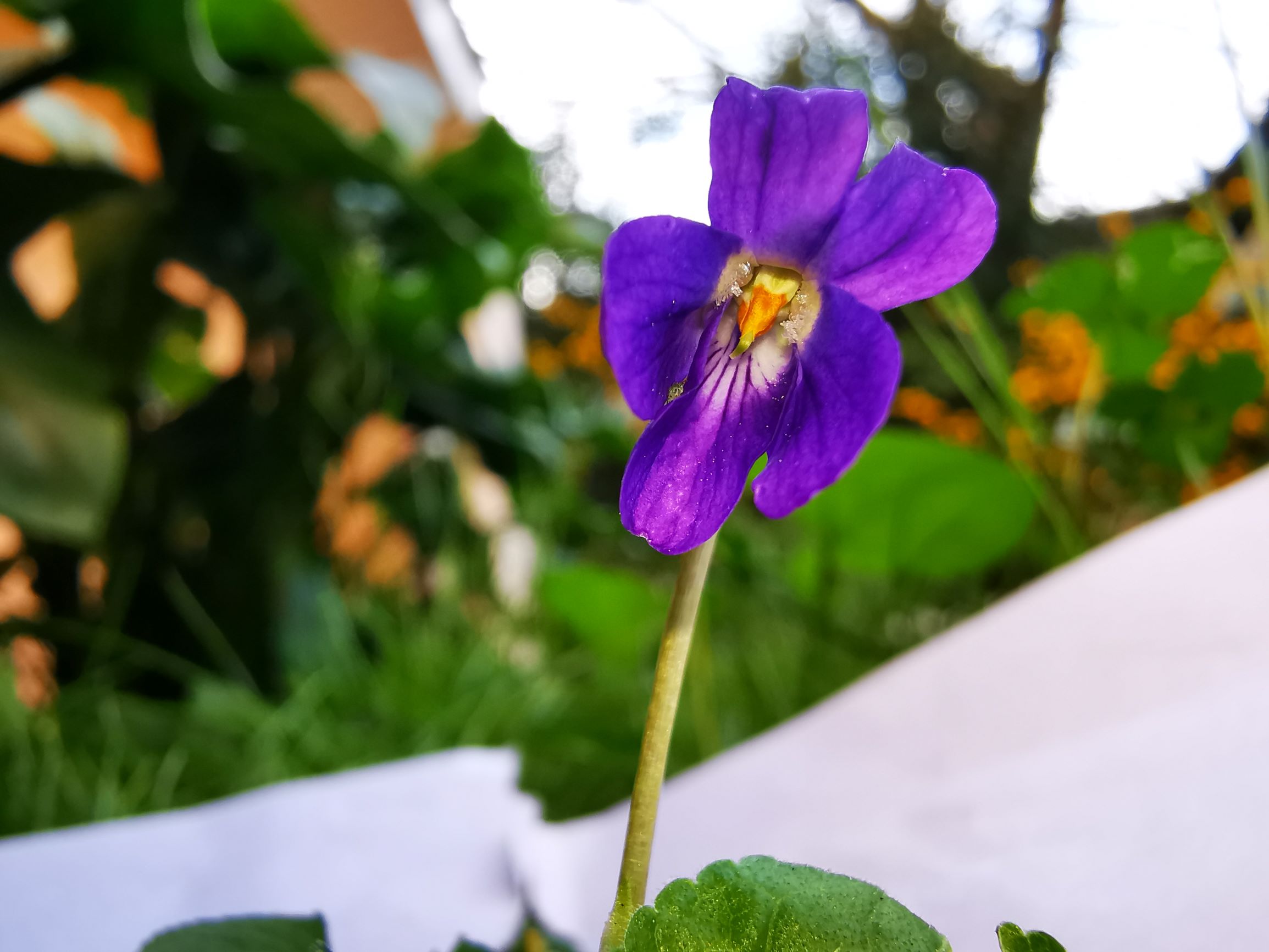 Annexe TJA violette odorante Fleur 4M.jpg