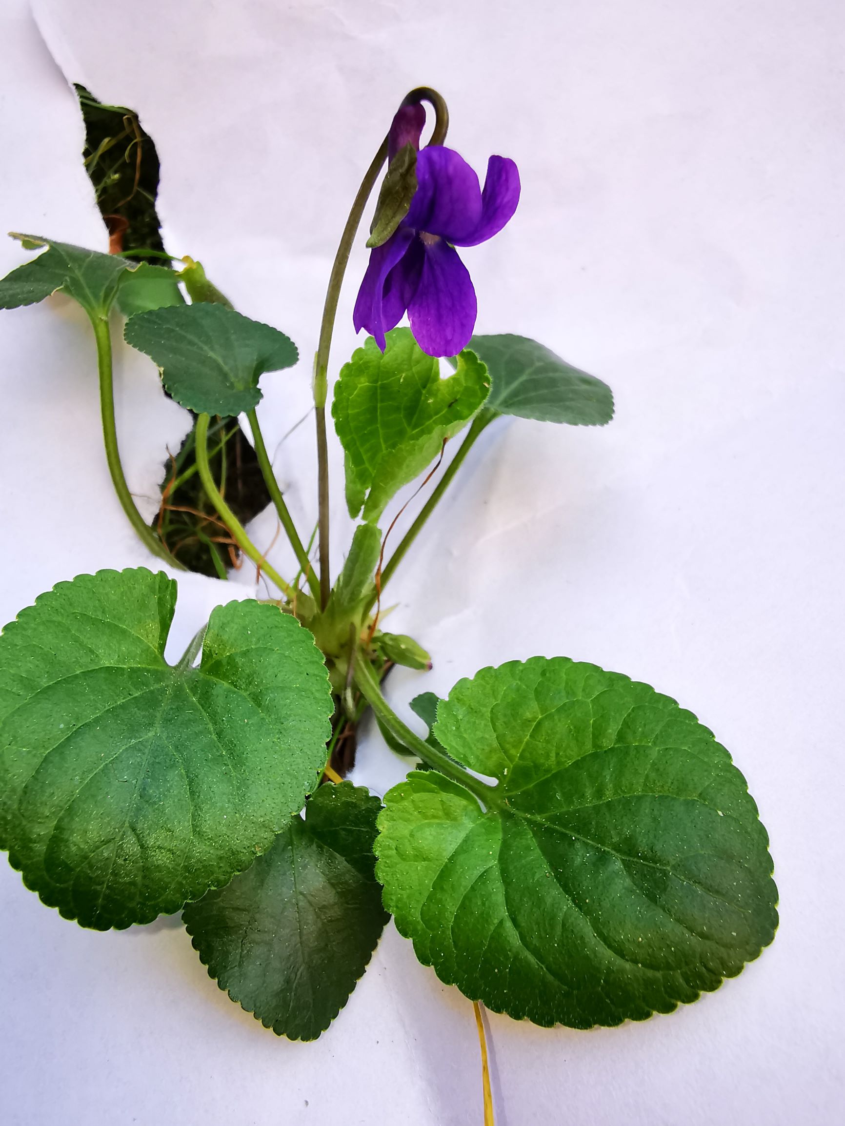 Annexe TJA violette odorante vue generale 4M.jpg