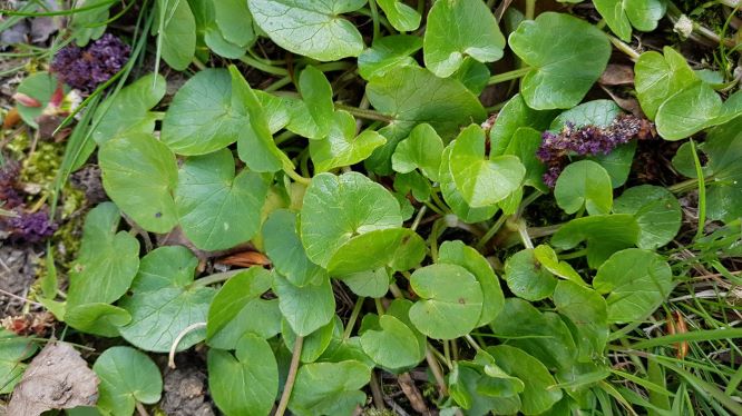 Annexe feuilles_S.jpg