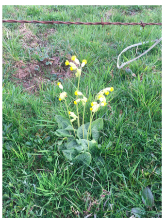 Annexe Capture d’écran 2020-03-27 à 18.53.59.png