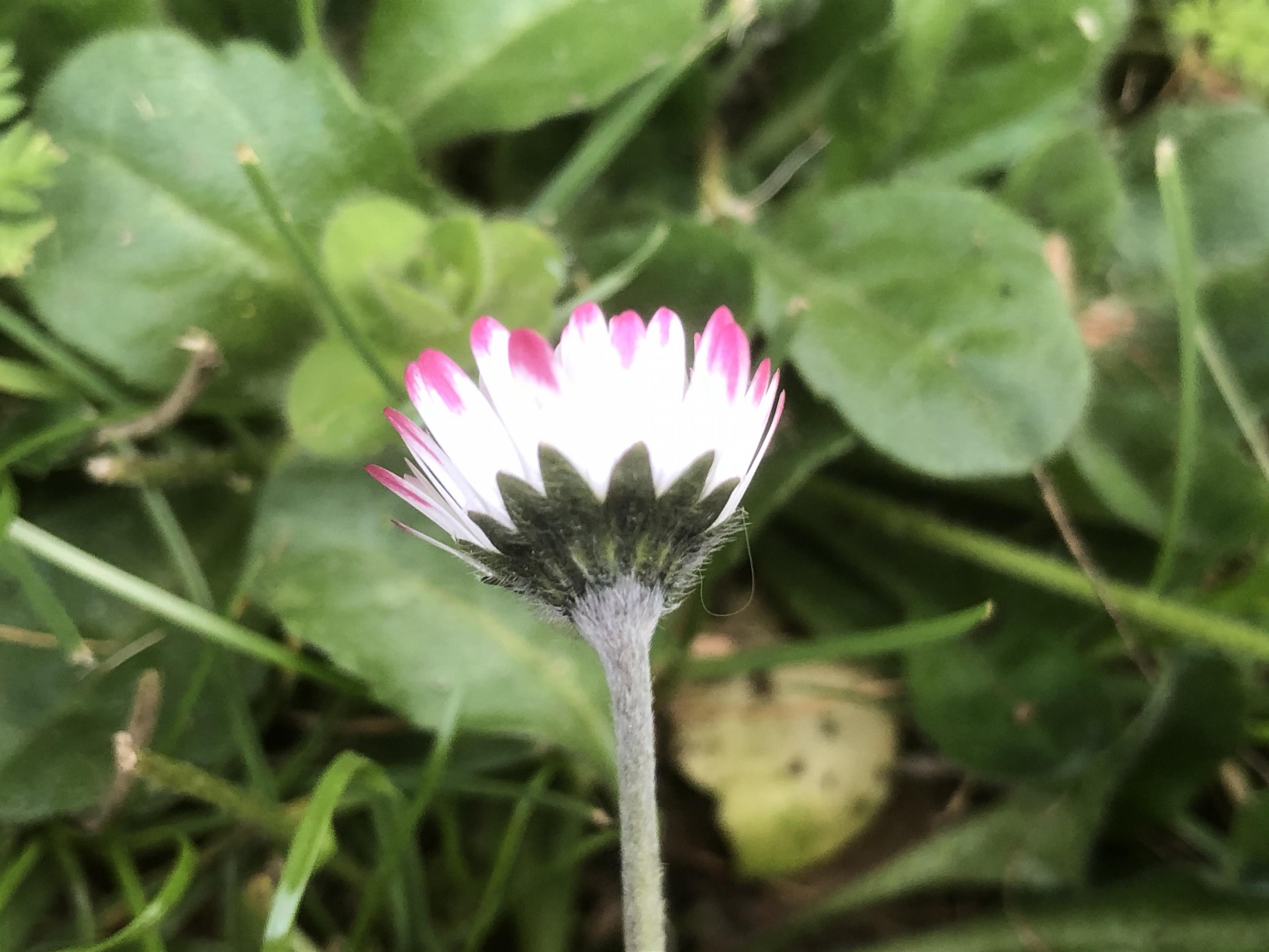 Annexe fleurs_feuilles.jpg