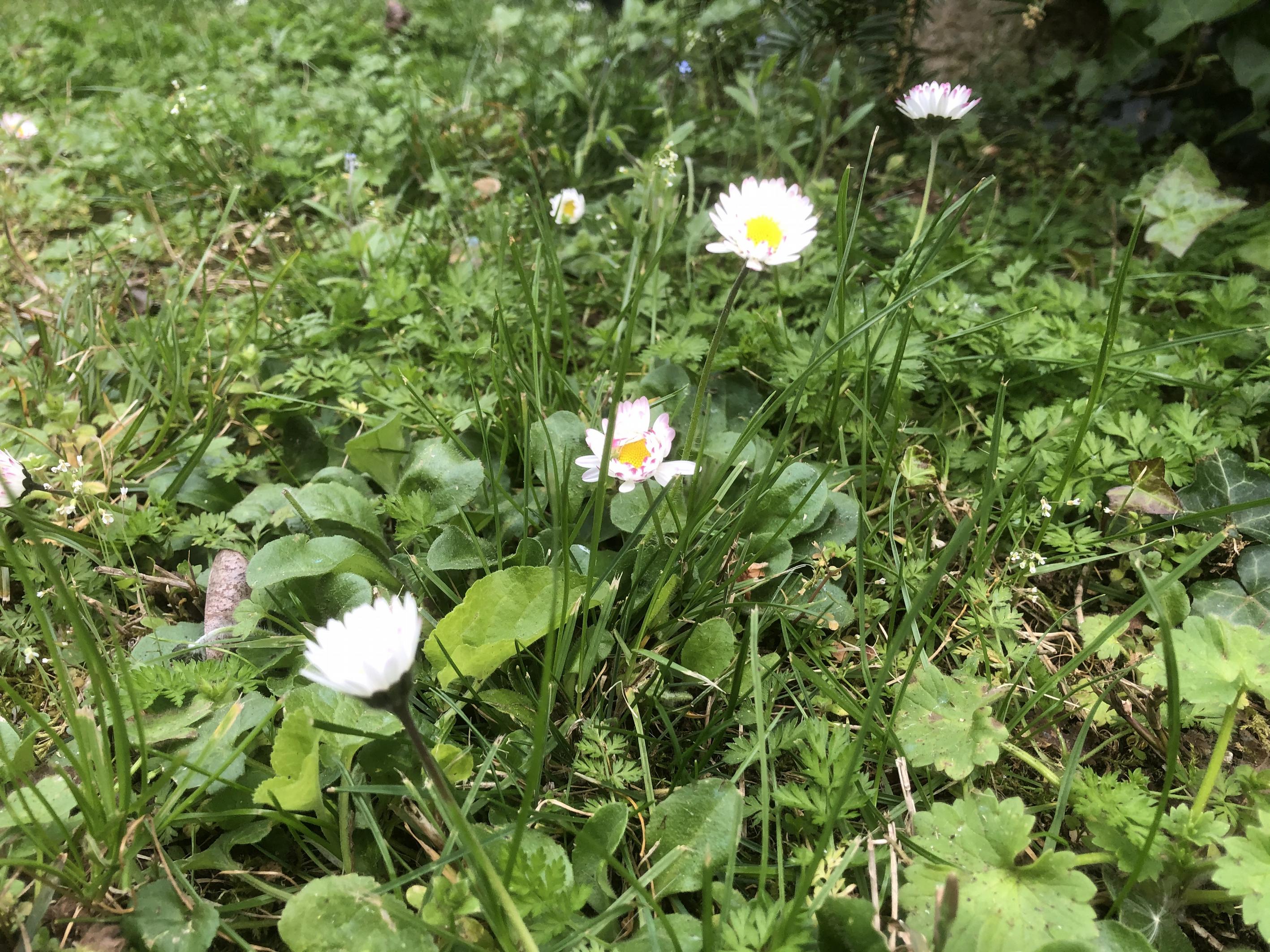 Annexe paquerettes.jpg