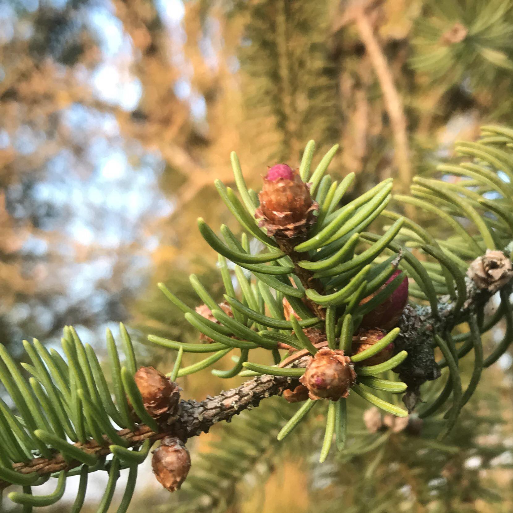 Annexe 91296521_232117971269314_4059263137222754304_n.jpg