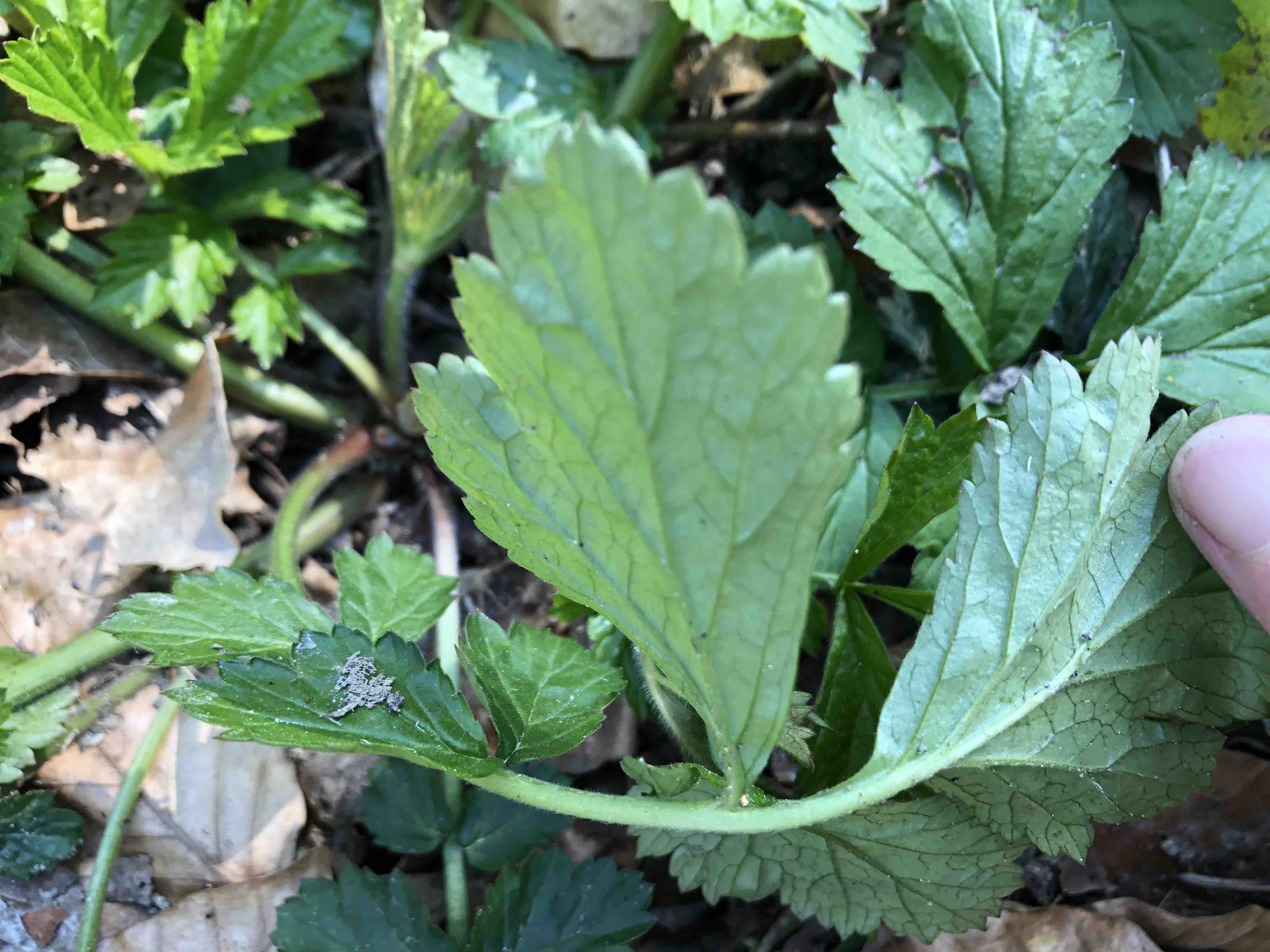 Annexe Paparazzi 1.jpg