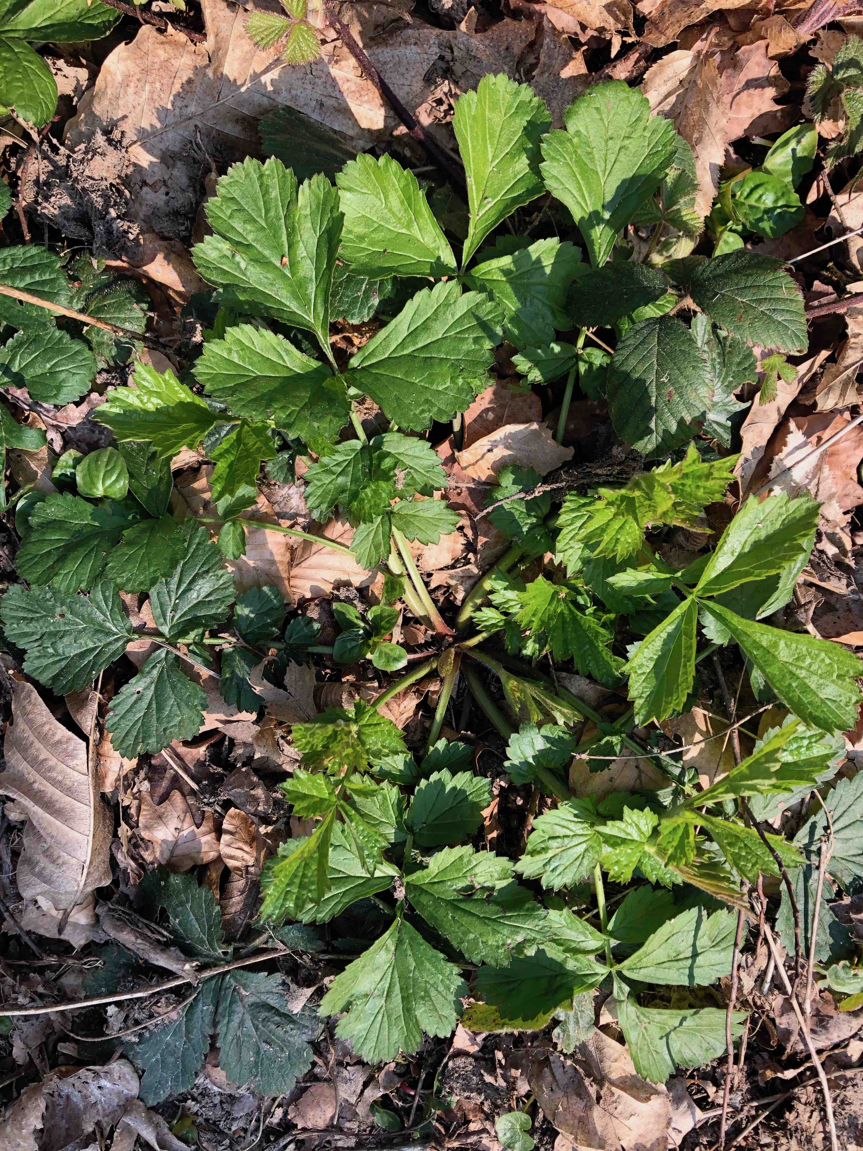 Annexe Paparazzi 2.jpg