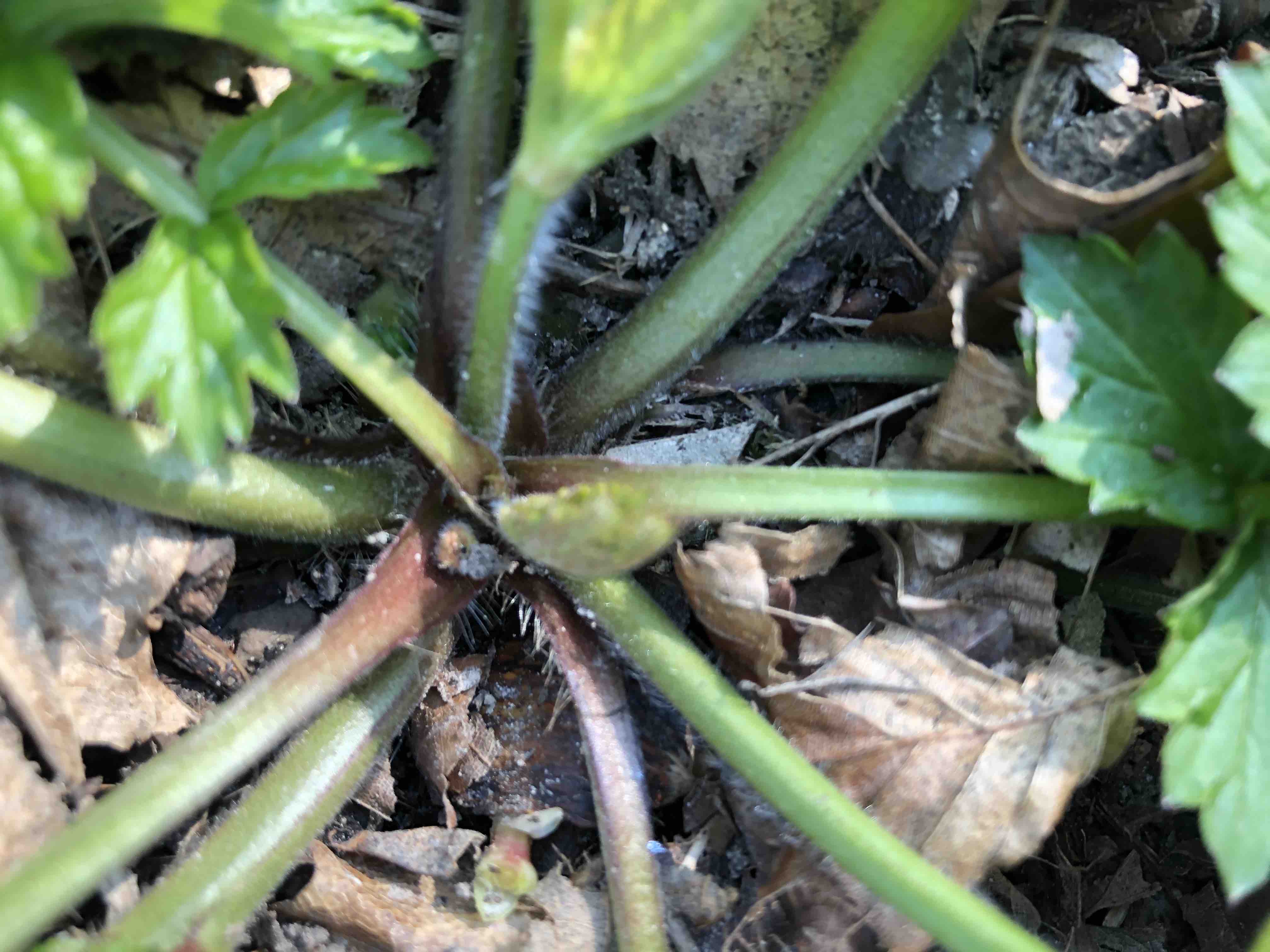 Annexe Paparazzi3.jpg