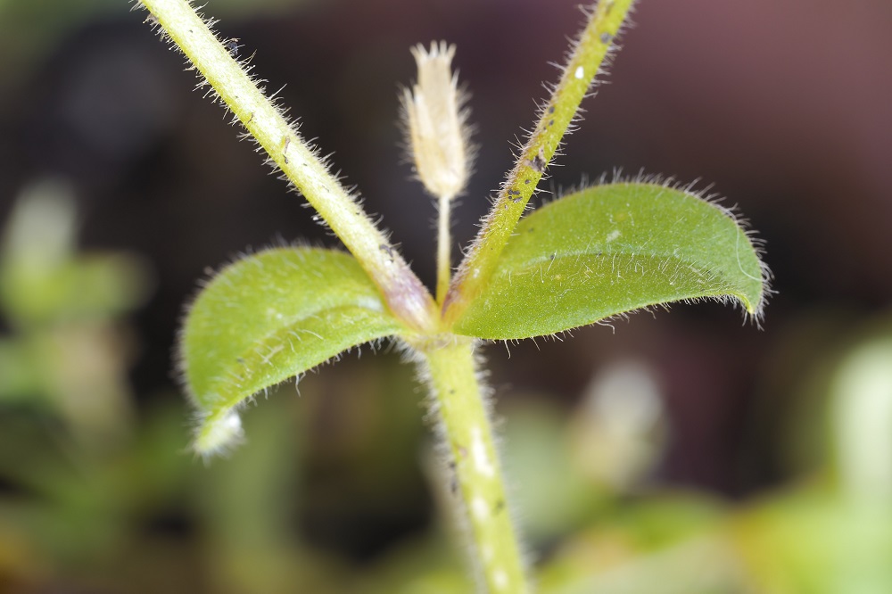 Annexe Céraiste aggloméré (2).JPG